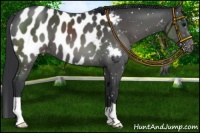Horse Color:Black Appaloosa