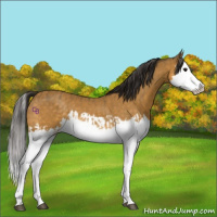 Horse Color:Buckskin Splash  and Buckskin Splash 