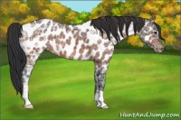Horse Color:Bay Ice Roan Near Leopard 