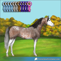 Horse Color:Bay Ice Splash Rabicano
