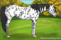 Horse Color:Black Ice Appaloosa 