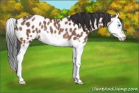 Horse Color:Bay Roan Splash Leopard Rabicano 