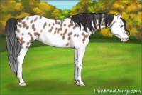 Horse Color:Bay Roan Splash Leopard 