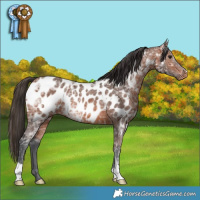 Horse Color:Bay Ice Appaloosa