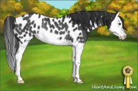 Horse Color:Black Splash Near Leopard Rabicano 