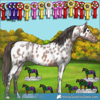 Horse Color:Brown Ice Roan Appaloosa 
