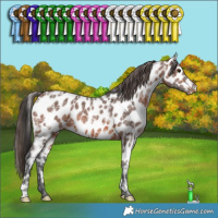 Horse Color:Brown Ice Leopard 