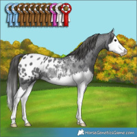 Horse Color:Blue Roan Splash Near Leopard Rabicano 