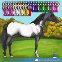 Horse Color:Blue Roan Appaloosa Rabicano 