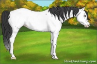 Horse Color:Blue Roan Splash Near Fewspot Rabicano 