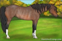 Horse Color:Bay Roan Rabicano 
