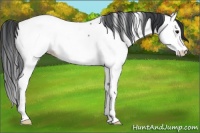 Horse Color:Black Splash Fewspot Rabicano 