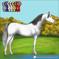 Horse Color:Blue Roan Splash Near Fewspot Rabicano 