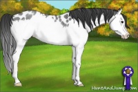 Horse Color:Blue Roan Splash Near Leopard Rabicano 