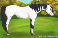 Horse Color:Black Appaloosa Rabicano 