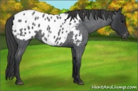Horse Color:Blue Roan Appaloosa
