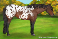 Horse Color:Bay Appaloosa 
