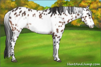 Horse Color:Bay Frame Appaloosa 