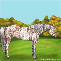 Horse Color:Bay Sabino Rabicano  and Bay Sabino Appaloosa Rabicano 