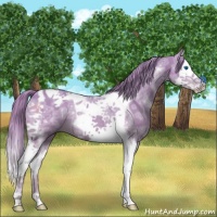 Horse Color:Watercolor Liver Red Dun Ice Splash Tobiano Rabicano 