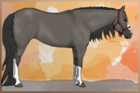 Horse Color:Grullo