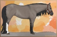 Horse Color:Grullo Rabicano 