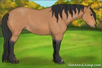 Horse Color:Bay Roan