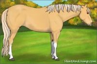 Horse Color:Palomino 