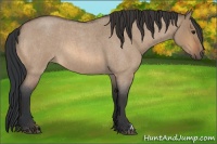 Horse Color:Bay Roan Dun