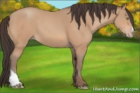 Horse Color:Amber Champagne 