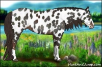 Horse Color:Liver Chestnut Near Leopard 