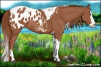 Horse Color:Chestnut Splash Tobiano Appaloosa