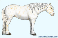 Horse Color:Palomino Near Leopard  and Gray Palomino Near Leopard 