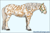 Horse Color:Palomino Appaloosa  and Palomino Appaloosa 