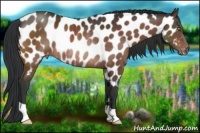 Horse Color:Brown Appaloosa Rabicano 