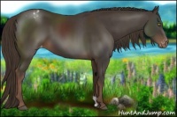 Horse Color:Liver Chestnut Appaloosa