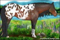 Horse Color:Brown Near Leopard