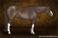 Horse Color:Liver Chestnut 