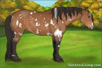 Horse Color:White Spotted Buckskin