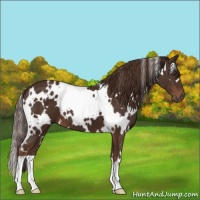 Horse Color:White Spotted Liver Chestnut 