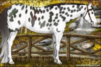 Horse Color:Liver Chestnut Splash Leopard 