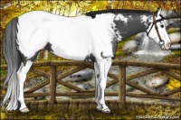 Horse Color:Black Sabino Splash Near Fewspot 