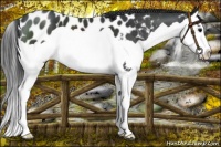 Horse Color:Black Splash Near Leopard 