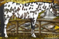 Horse Color:Brown Appaloosa