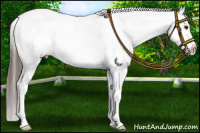 Horse Color:Liver Chestnut Splash Appaloosa