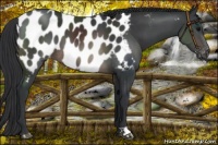 Horse Color:Brown Appaloosa 