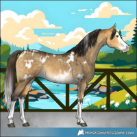 Horse Color:White Spotted Buckskin Dun Splash 