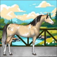 Horse Color:White Spotted Buckskin Dun Splash 