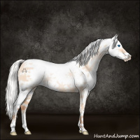 Horse Color:White Spotted Silver Classic Champagne Dun Splash Rabicano 