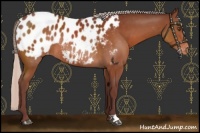 Horse Color:Chocolate Silver Brown Appaloosa Rabicano 